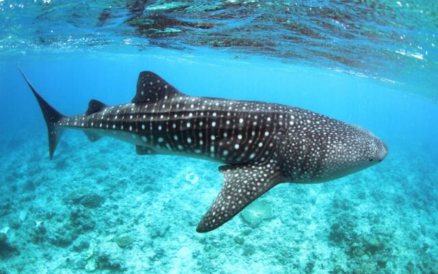 Maldives Guests House Whale Shark Inn