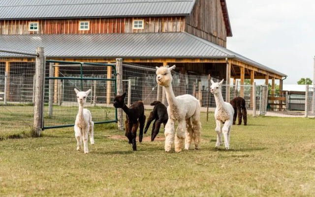 Sabamba Alpaca Ranch