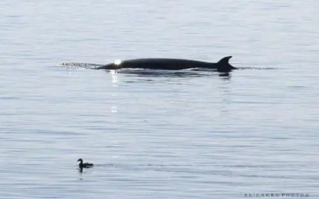 Chalet Le Refuge du Pêcheur