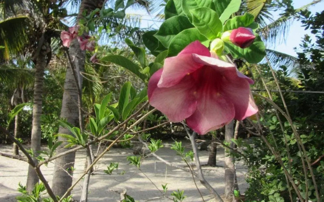 Pousada Flamboyant