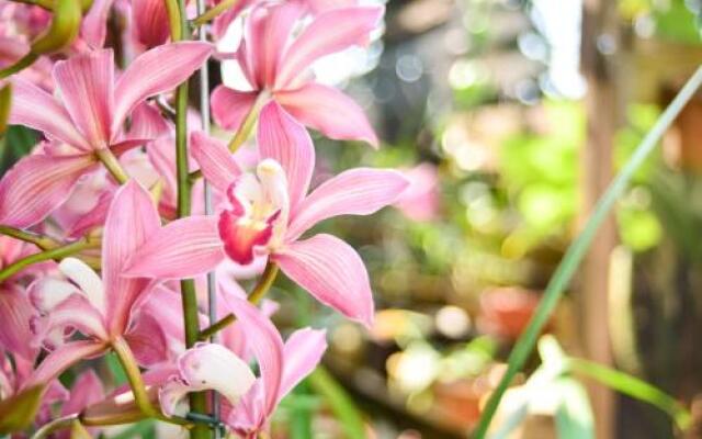 Orquídea Café