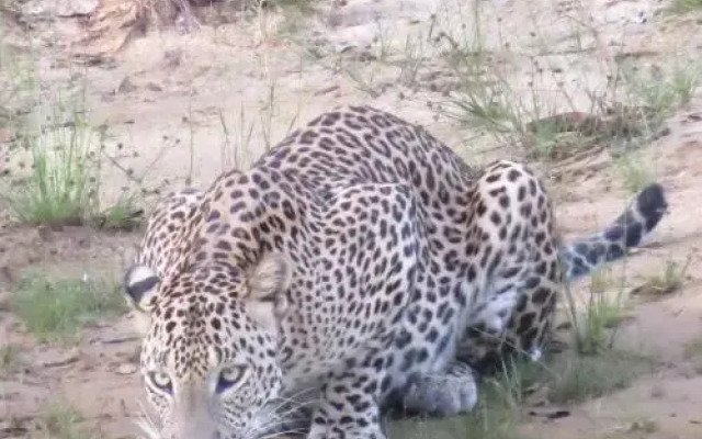 Ruhunu Safari Camping