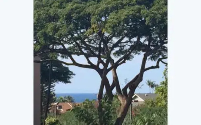 Maui Vista #3-215