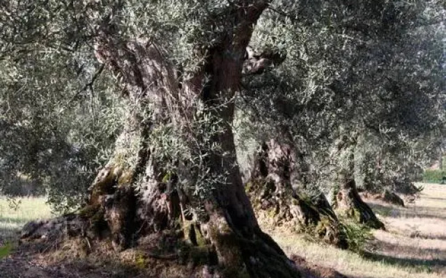 Romitorio di Castiglione del Lago