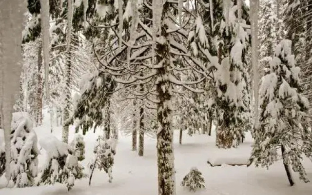 Pinecrest Chalet