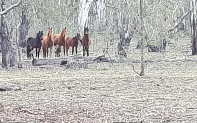 Barmah Bridge Caravan Park