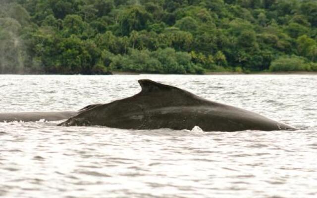 Hotel Nautilos Nuquí