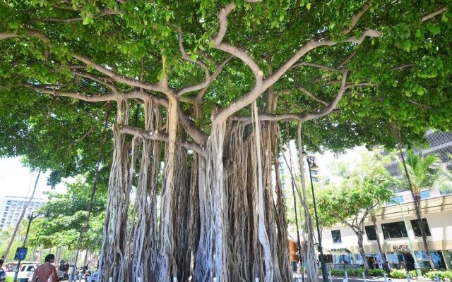 Kuhio Village #1107A by RedAwning