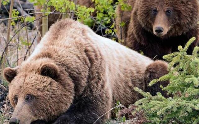 SilverWolf Vacation Rentals