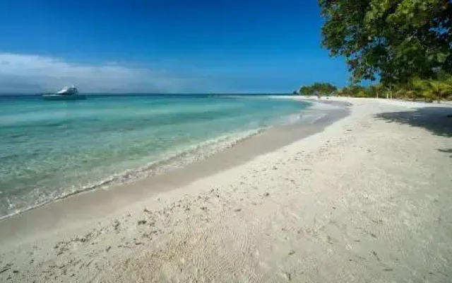 Wild Orchid Belize