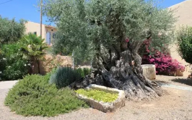 Mas Teodoro