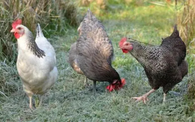 Harbour Hill Farm