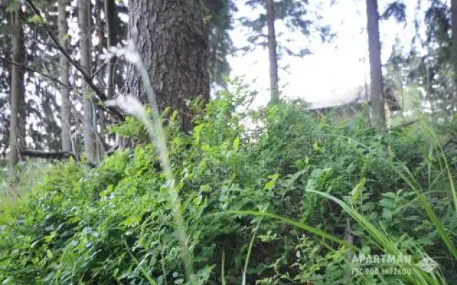 Apartmán Pec pod Sněžkou