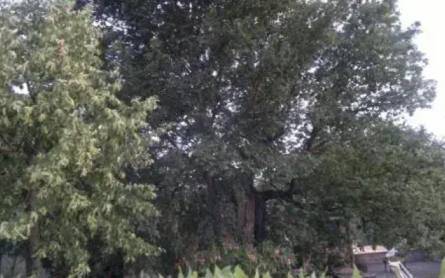 La Vecchia Quercia