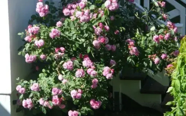 Ferienwohnung Am Molli Nr. 2