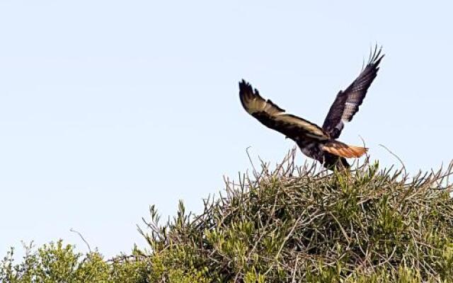 Addo Palace Bush Huts