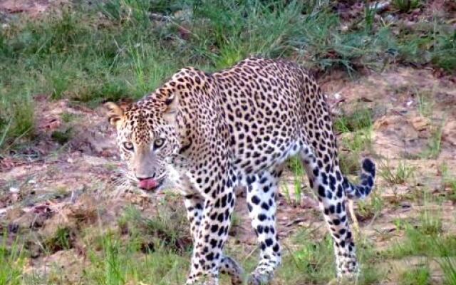 Ruhunu Safari Camping