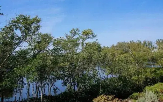 Lake Palms