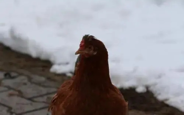 Guest House na Opushke