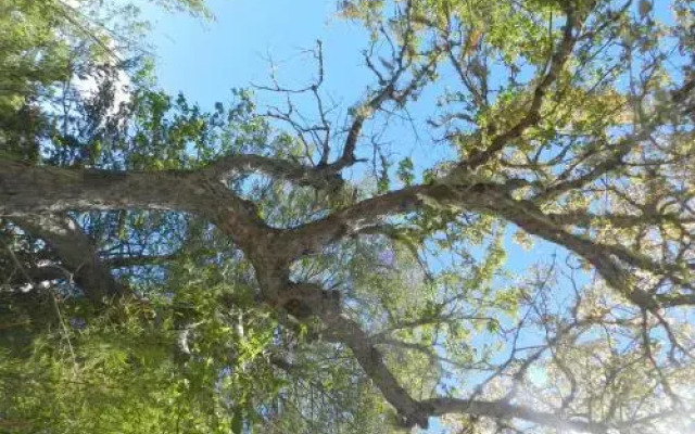 Cabañas en Termas de Chillán