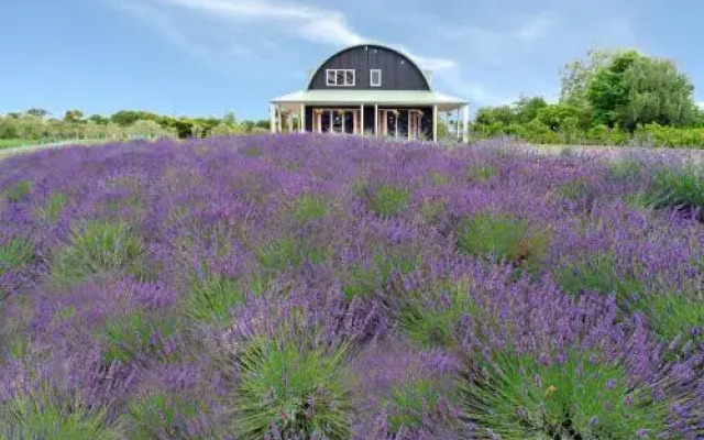 Lavender Hill