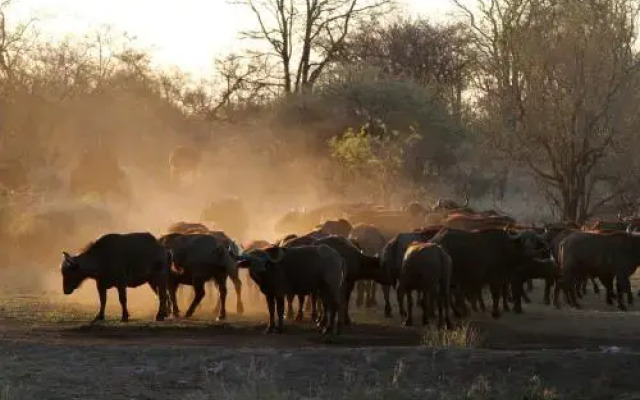 Tulela Safari Lodge