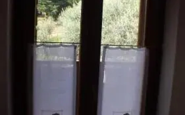 Olivella
