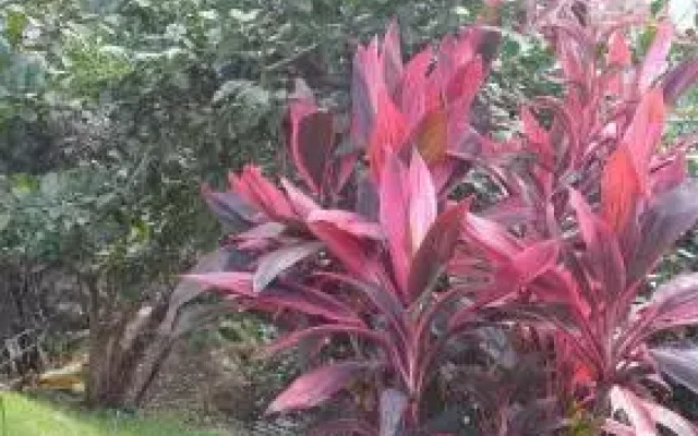 Pouso Canto Verde