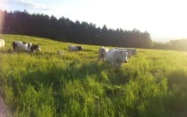 Agriturismo Il Castagneto
