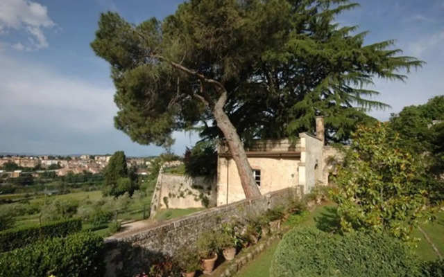 Le Camelie