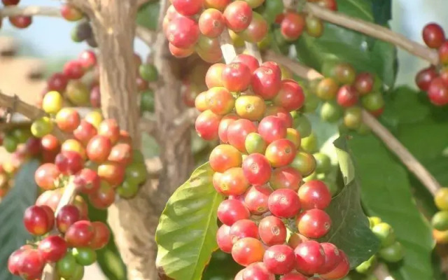 Oland Plantation Farm Stay - Coonoor