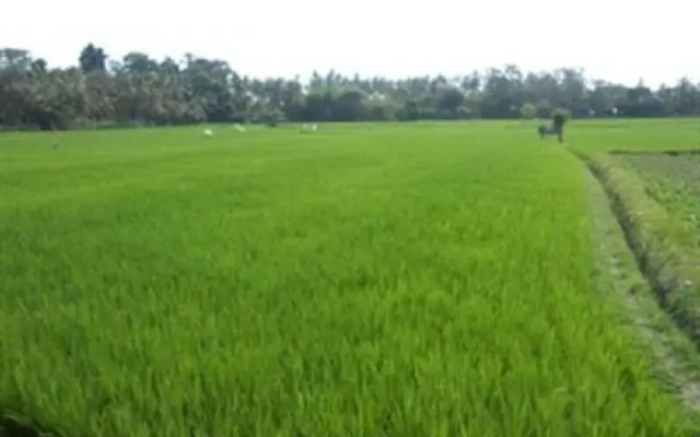 Radhea Ubud House