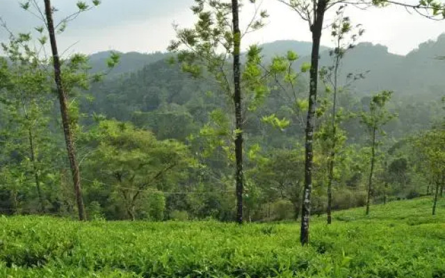 Tea Garden Holiday Home