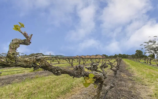 Barossa Vineyard Guesthouse