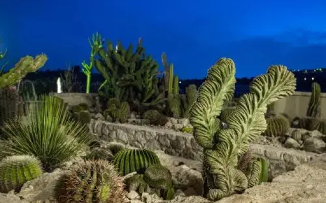 Botanical Park Garden Cactus