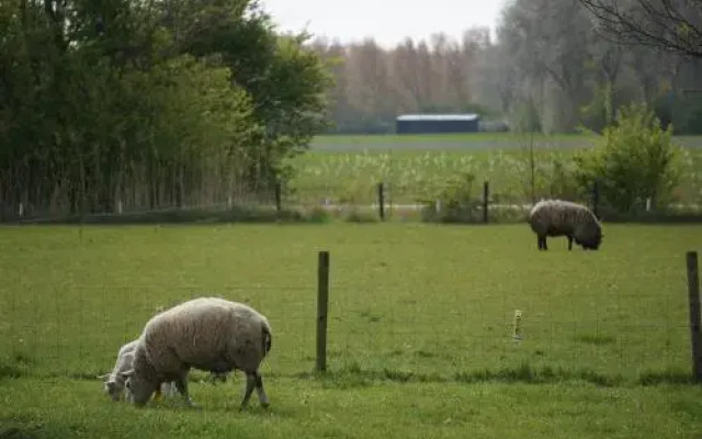 De Wijde Verten