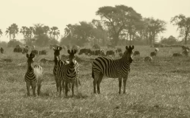 Muchenje Self Catering Cottages