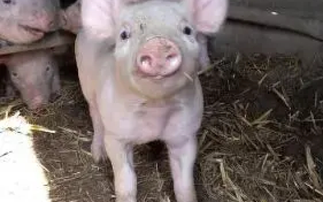 La ferme du Bouton d'Or