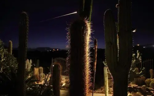 Garden Cactus