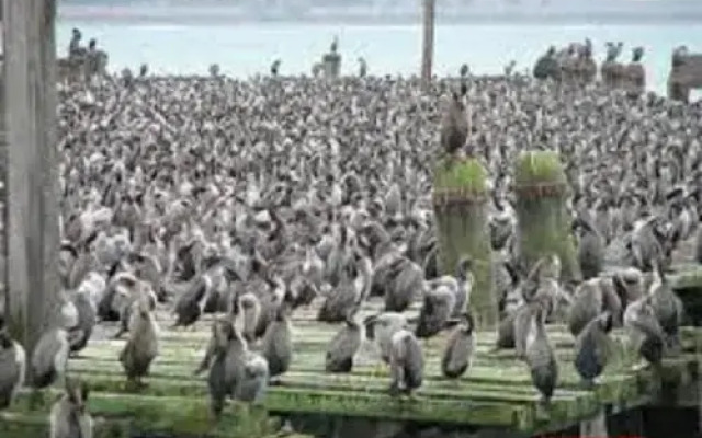 Penguin Retreat