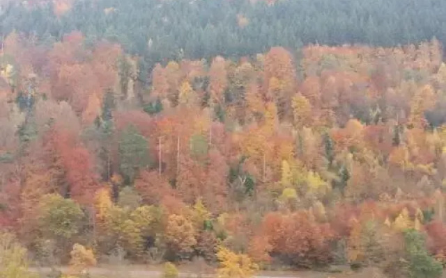 TraumAuszeit "Waldblick"