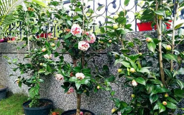 花莲雀儿喜花园民宿