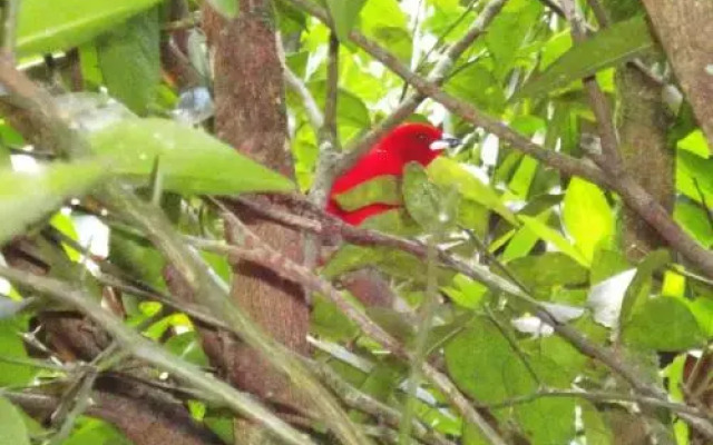 Pousada Arboretum