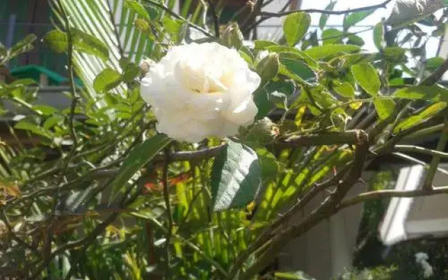Samudra Guest House