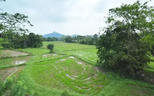 Paddy Field Bangalow