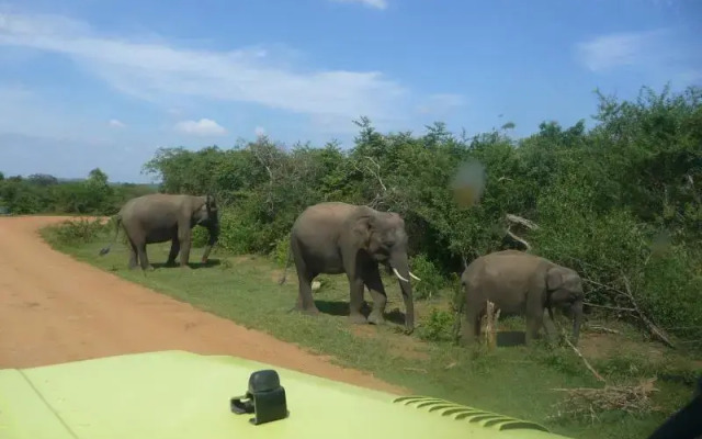 Wild Wild Holiday Resort