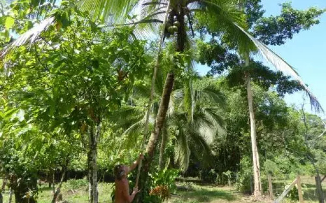 Puri Mas OSA Eco-Retreat