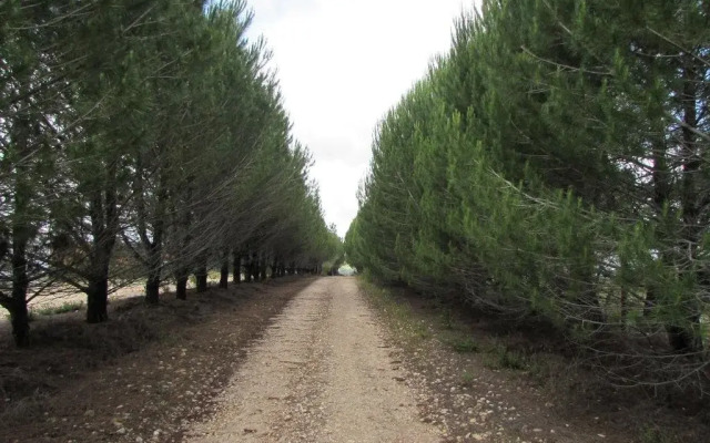 Monte da Tojeirinha