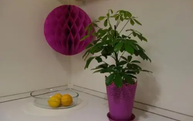 Apartment Chatsky 2.0