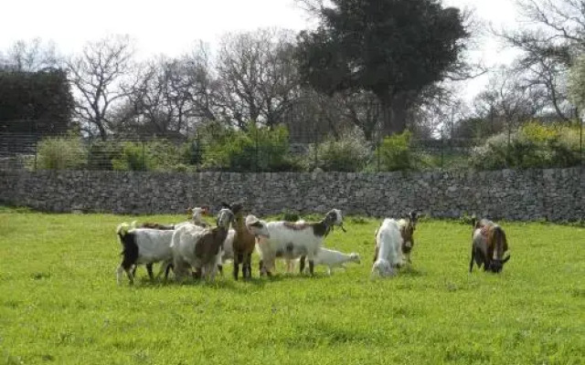 Masseria Casedde Vecchie